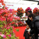 福建鲜花,春意盎然的八闽大地花海